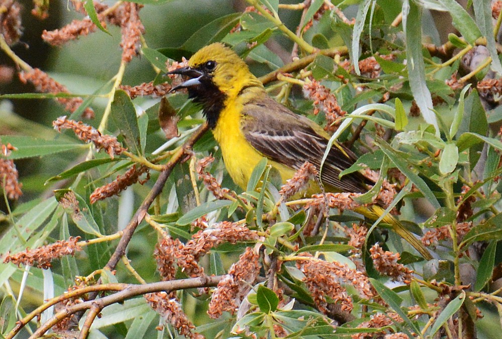 Orchard Oriole - Dick Horsey