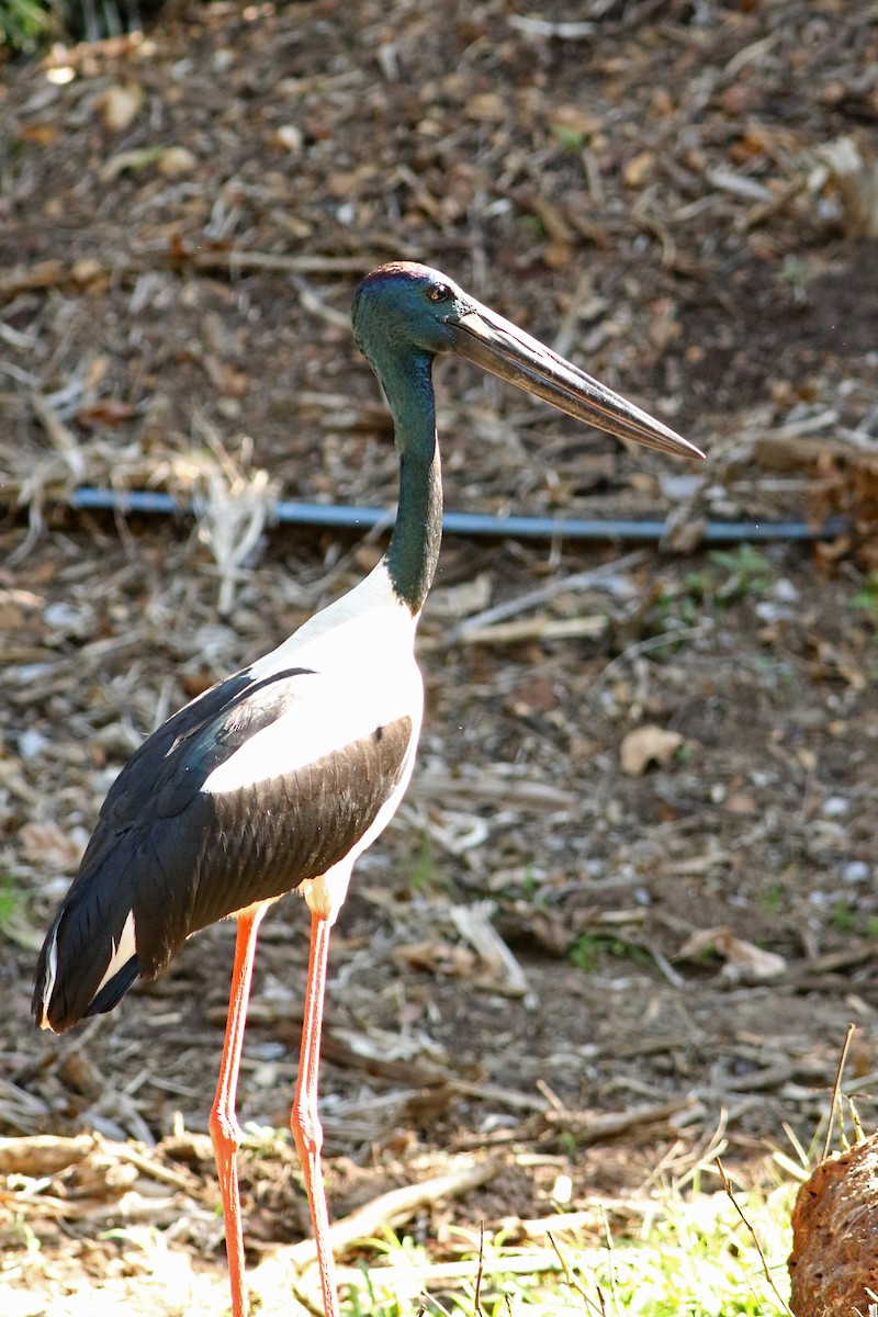 Black-necked Stork - ML105099521