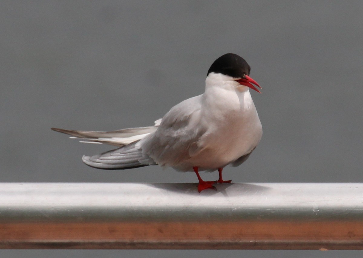 Arctic Tern - kevin dougherty