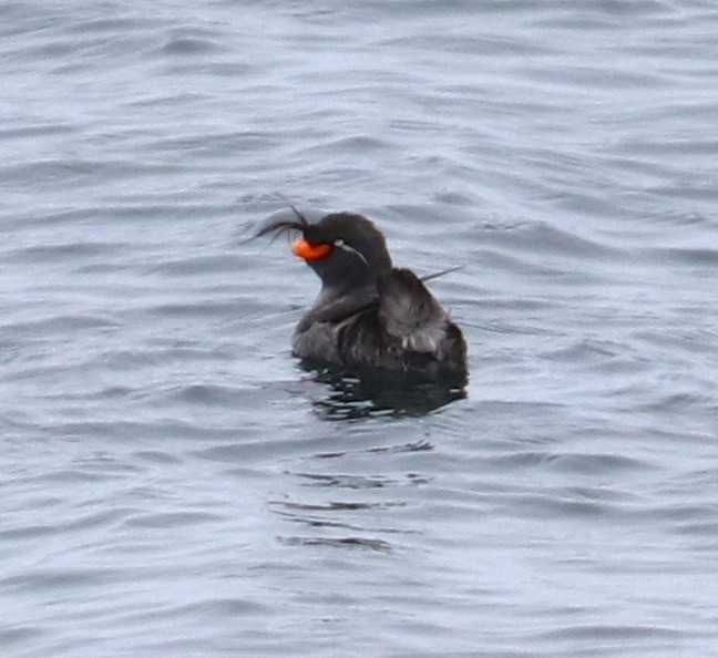 Crested Auklet - ML105102791