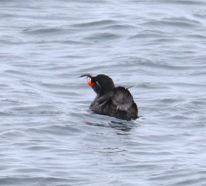 Crested Auklet - ML105102801
