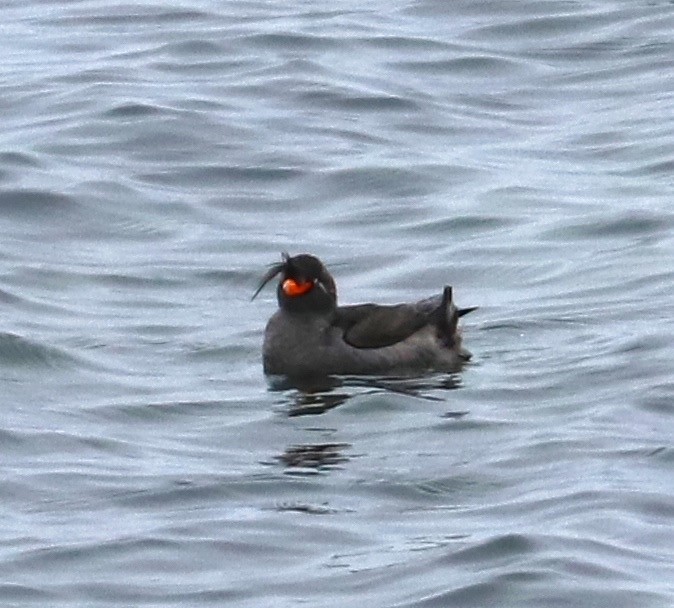 Crested Auklet - ML105102811
