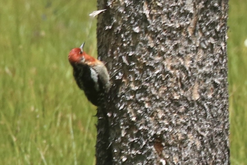 Red-breasted Sapsucker - ML105102971