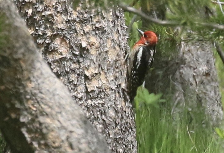 Red-breasted Sapsucker - ML105102981