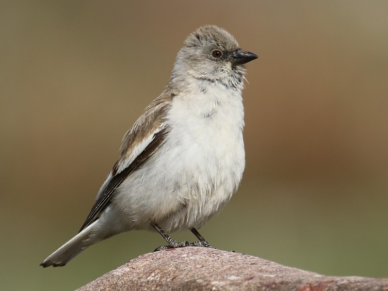 White-winged Snowfinch - ML105103711