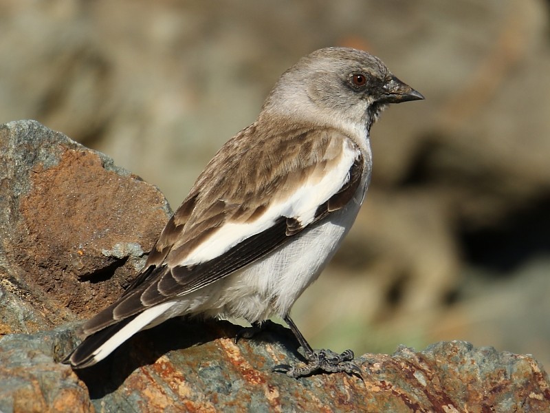 White-winged Snowfinch - ML105103721