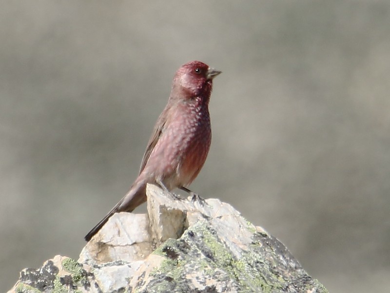 Great Rosefinch (Spotted) - ML105106211
