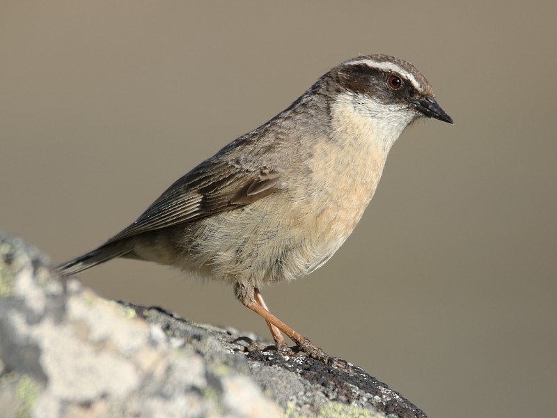 Brown Accentor - ML105106271