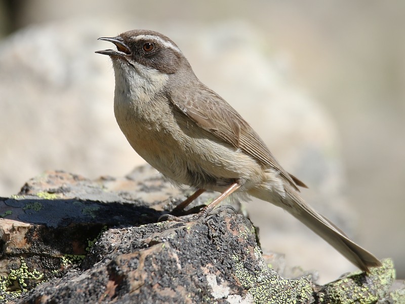 Brown Accentor - ML105106281