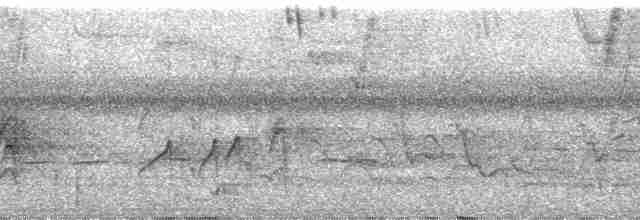 Тиран-крихітка темноголовий - ML105107