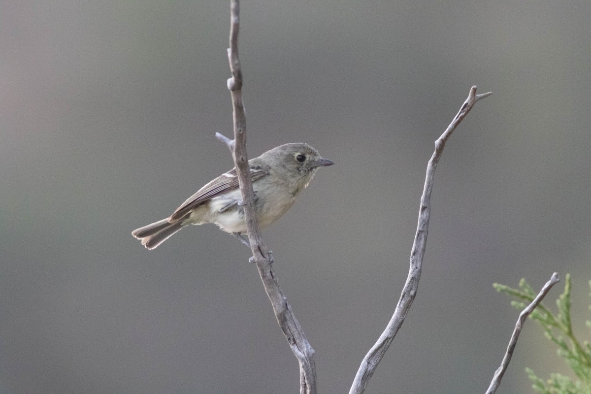 Hutton's Vireo - Jack Rogers