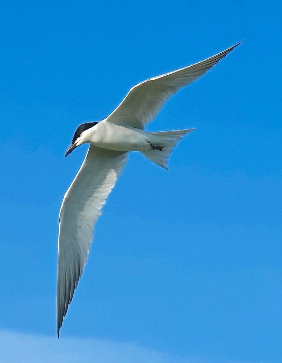 Gull-billed Tern - Pavia Antonas 🦉