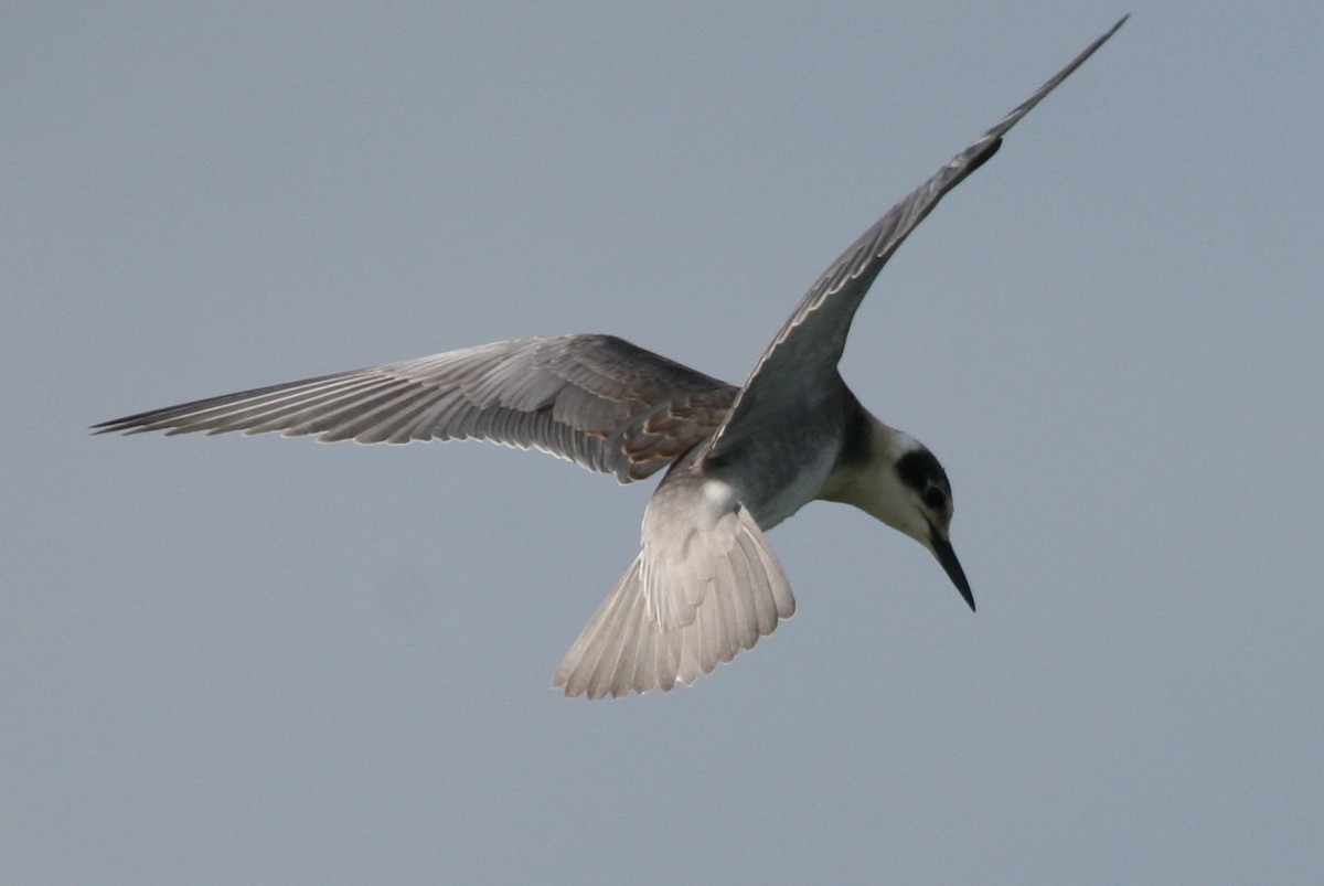 Black Tern - Steve Calver
