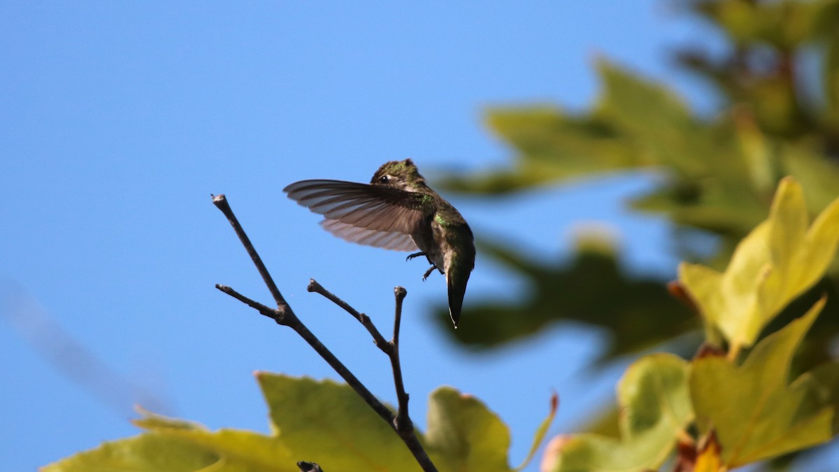 Anna's Hummingbird - ML105110741