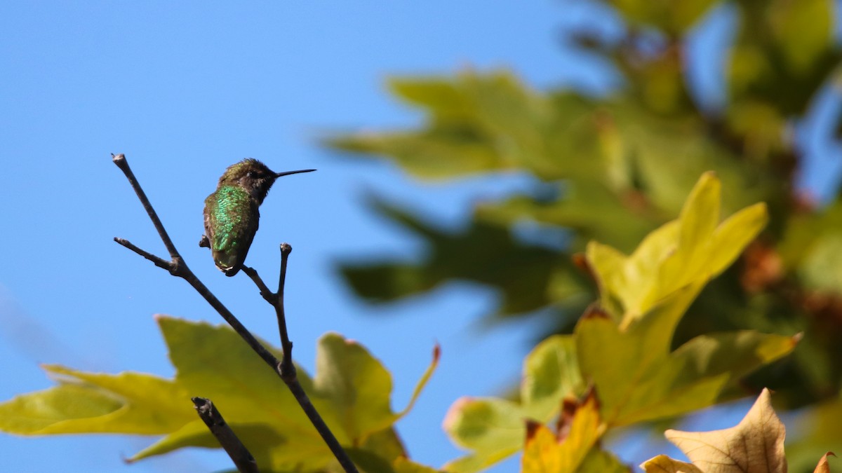 Anna's Hummingbird - ML105110751