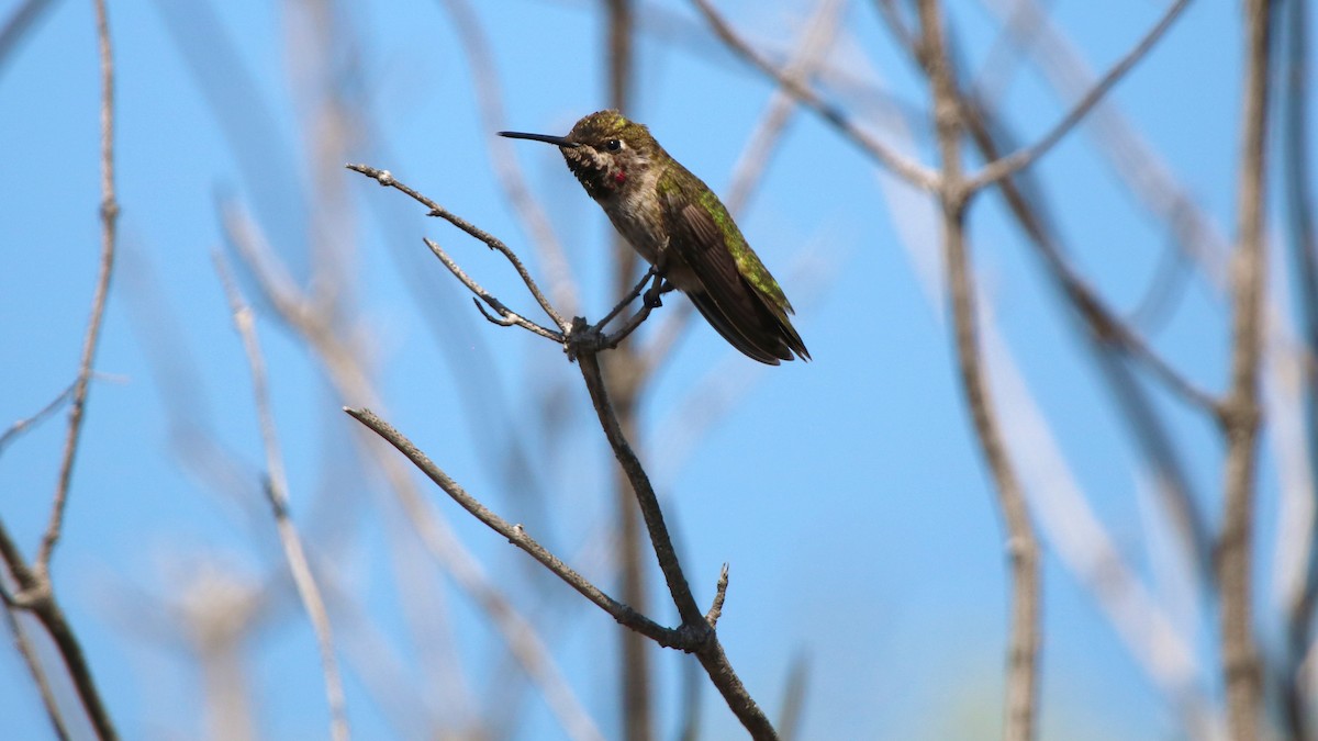 Anna's Hummingbird - ML105110761