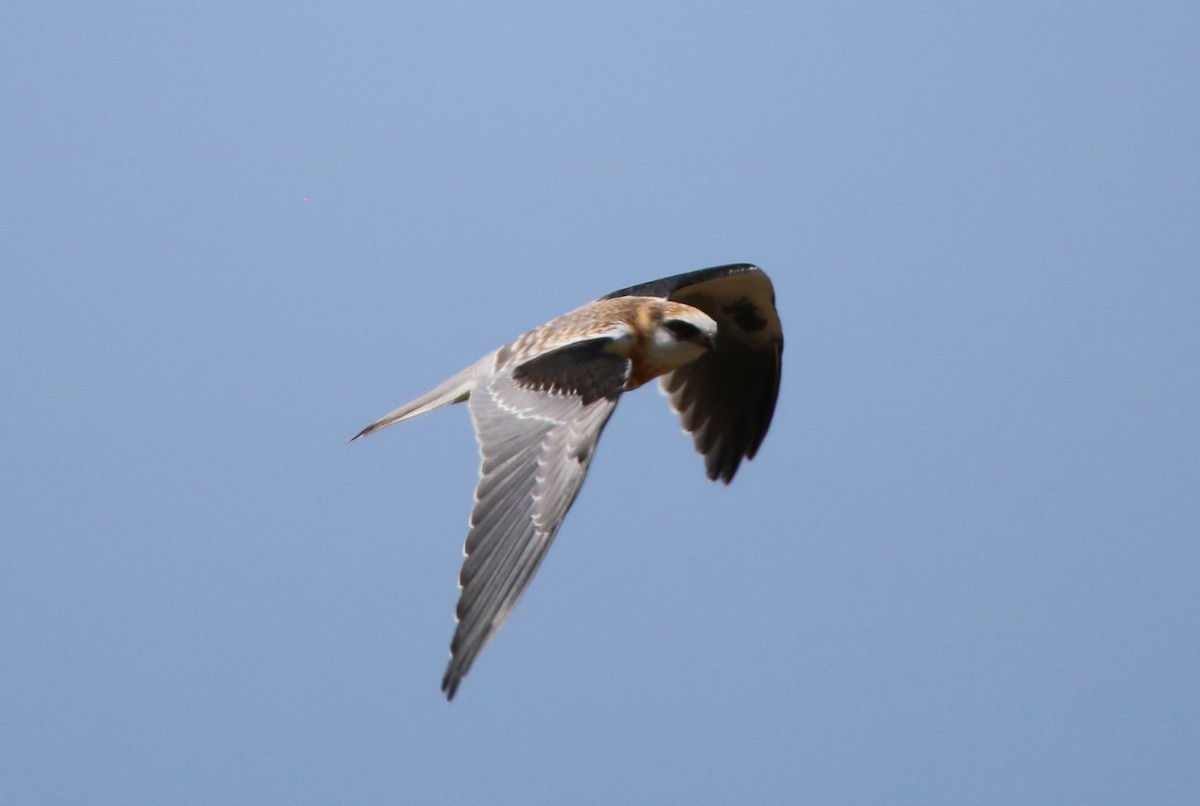 White-tailed Kite - ML105110971