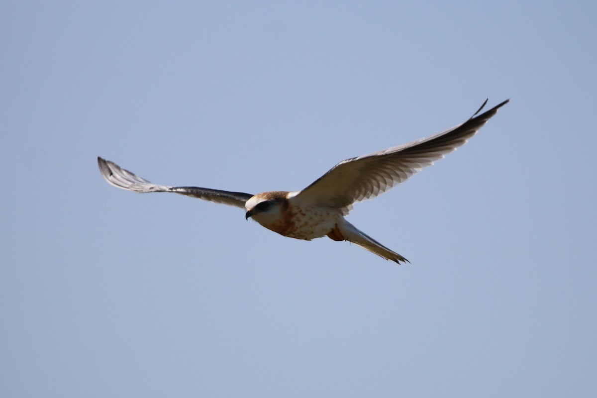 White-tailed Kite - ML105110981