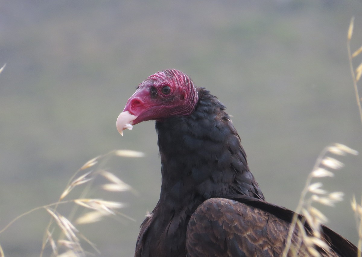 Turkey Vulture - Mike Stiles