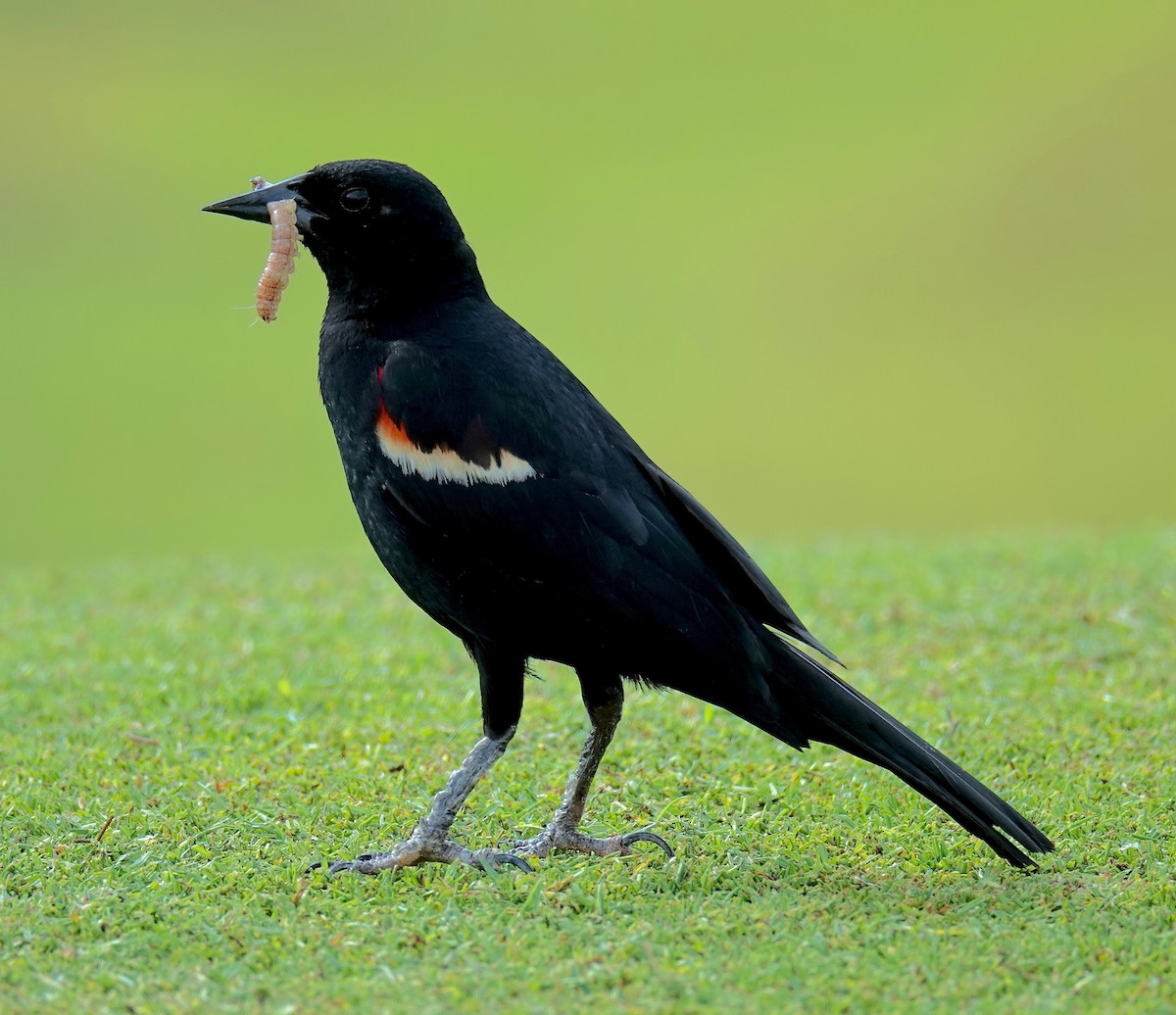 Red-winged Blackbird - Pavia Antonas 🦉