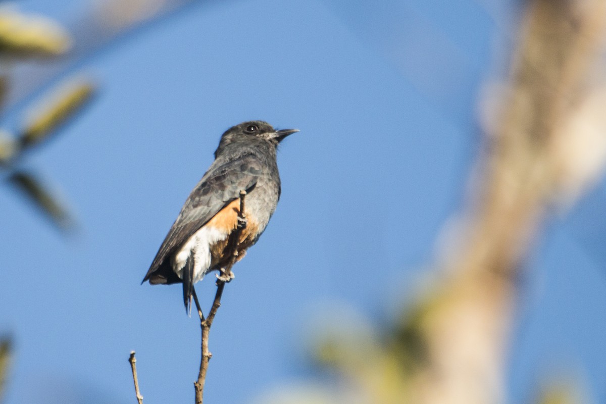 Swallow-winged Puffbird - Nico Lormand