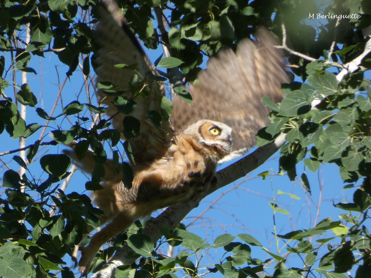Great Horned Owl - ML105115031