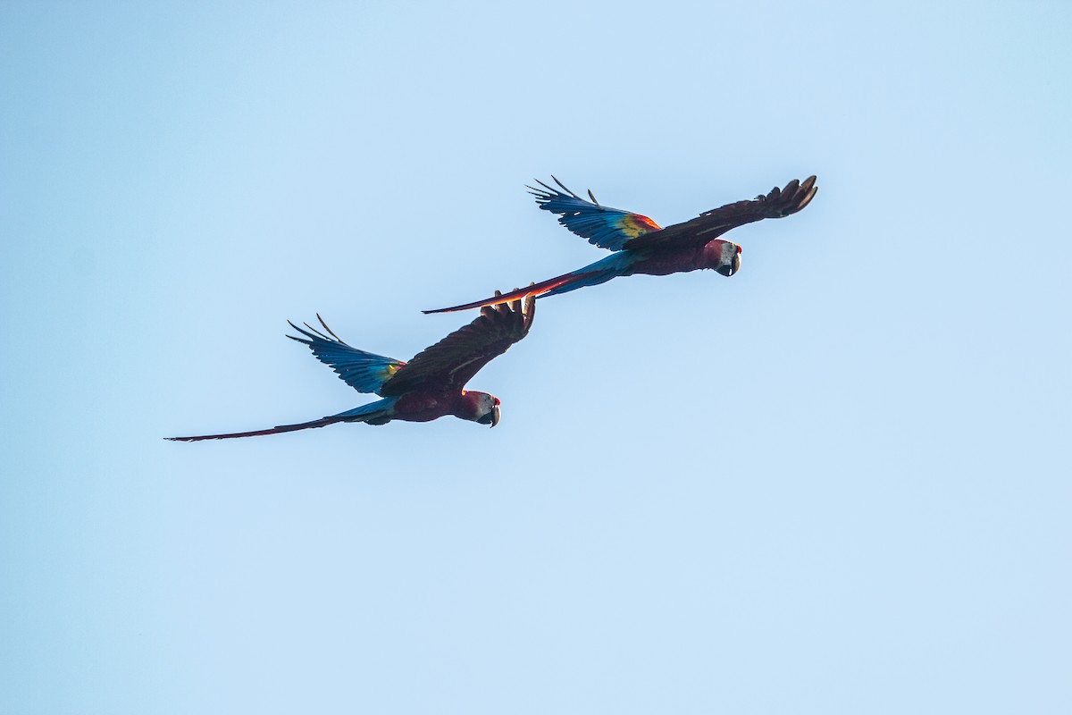 Scarlet Macaw - ML105115191