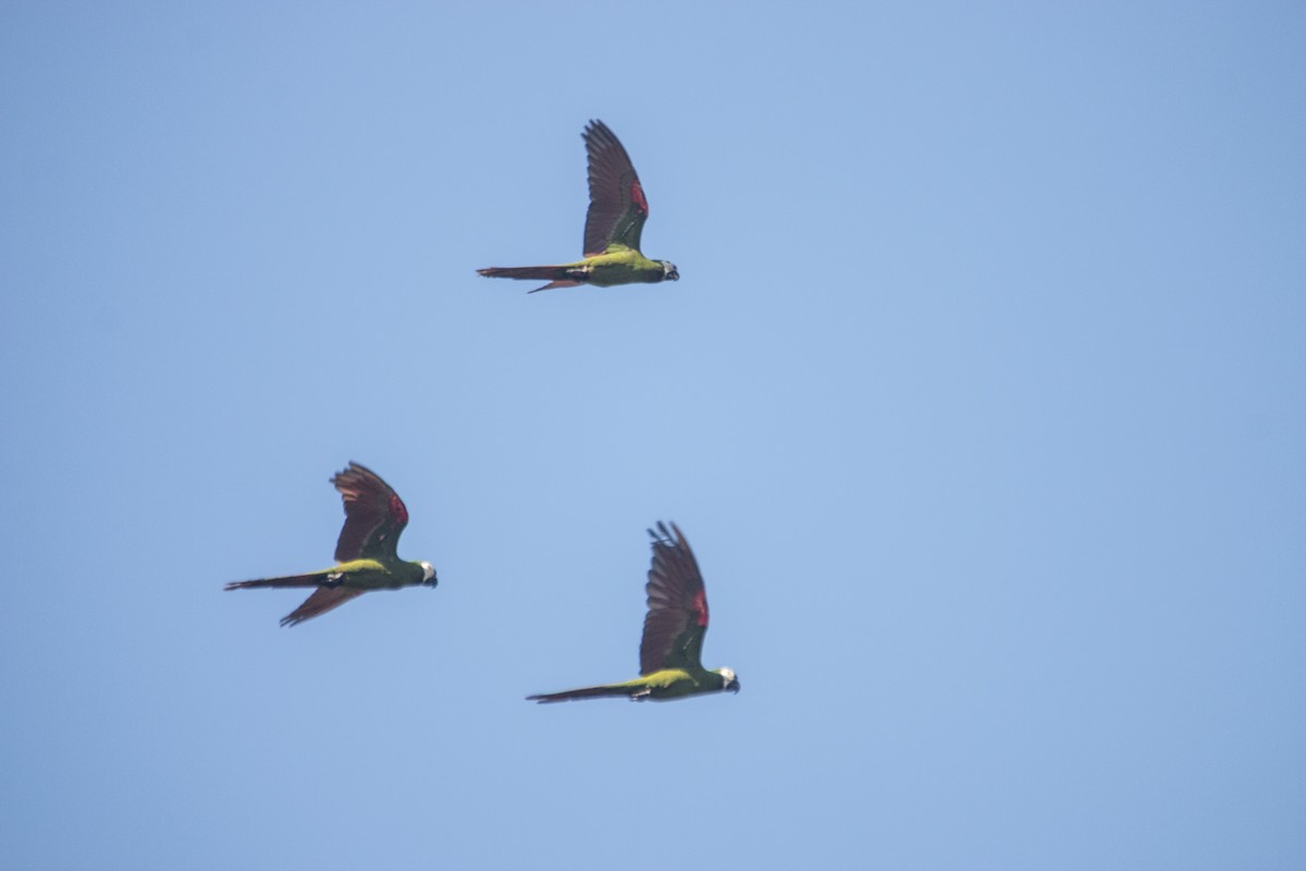 Chestnut-fronted Macaw - ML105115571