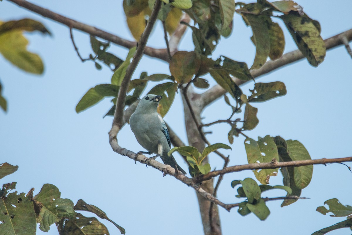 Blue-gray Tanager - ML105115821
