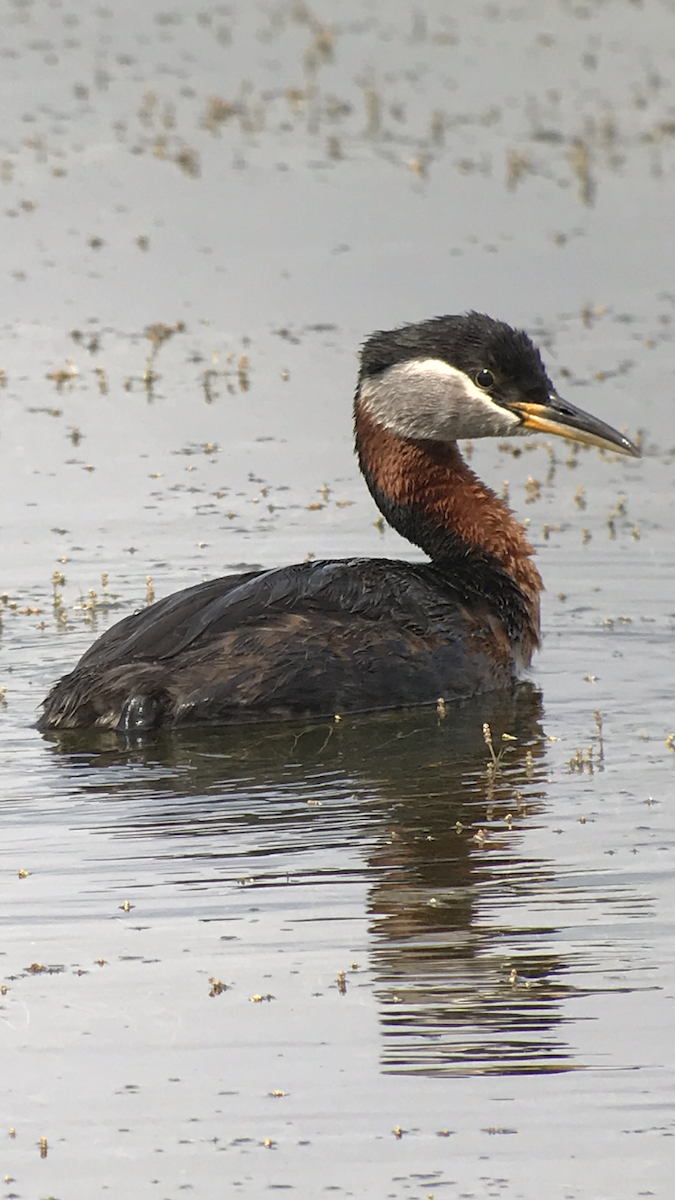 Red-necked Grebe - ML105116091