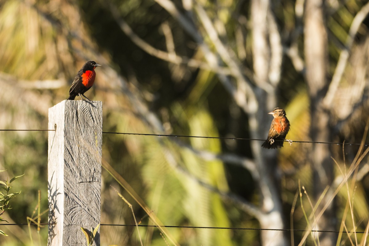 Red-breasted Meadowlark - Nico Lormand