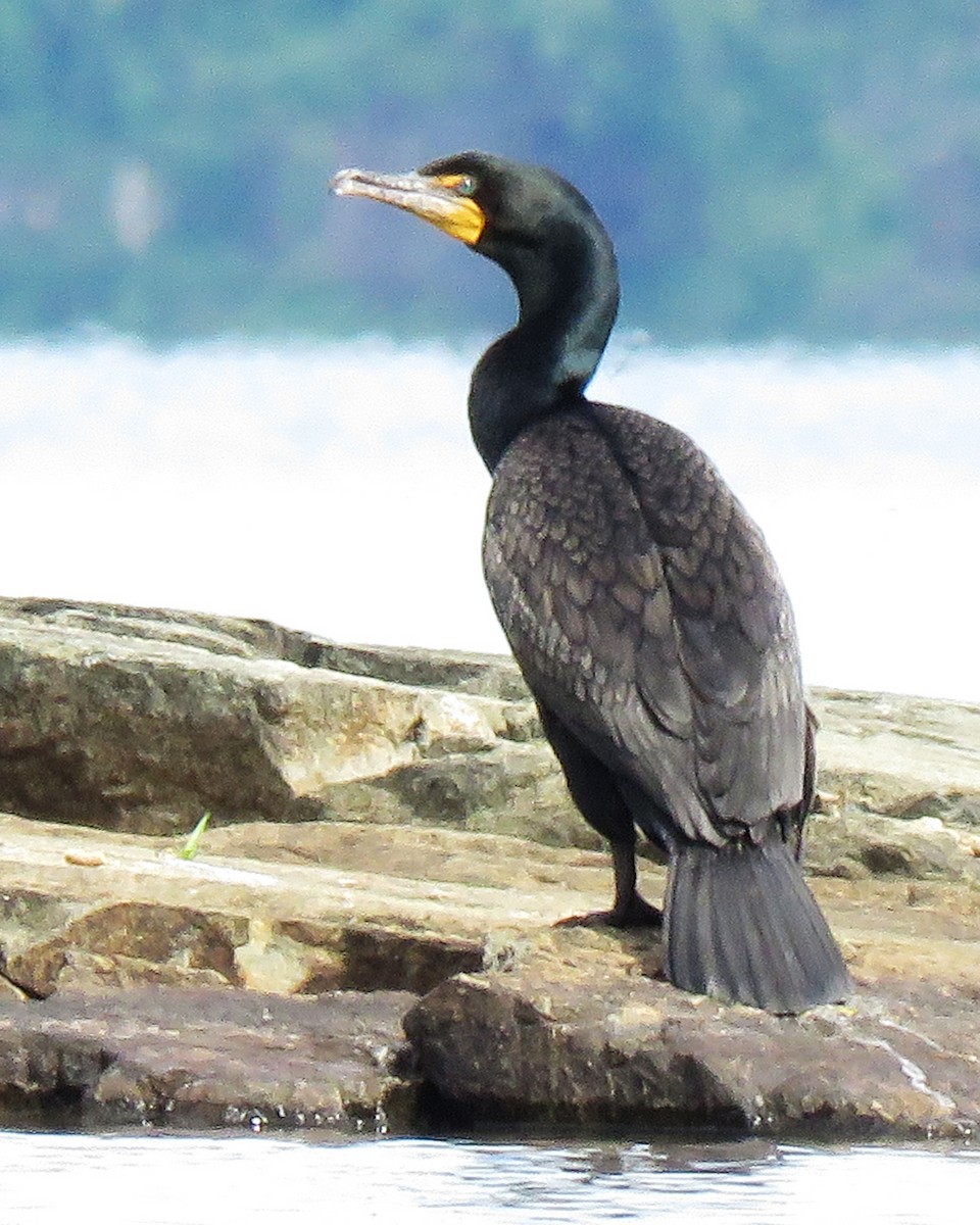 Double-crested Cormorant - Linda Curtis