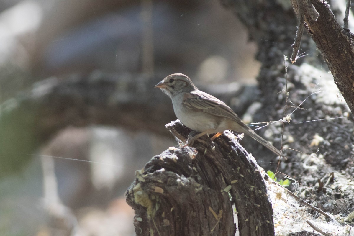 Rufous-winged Sparrow - Jack Rogers