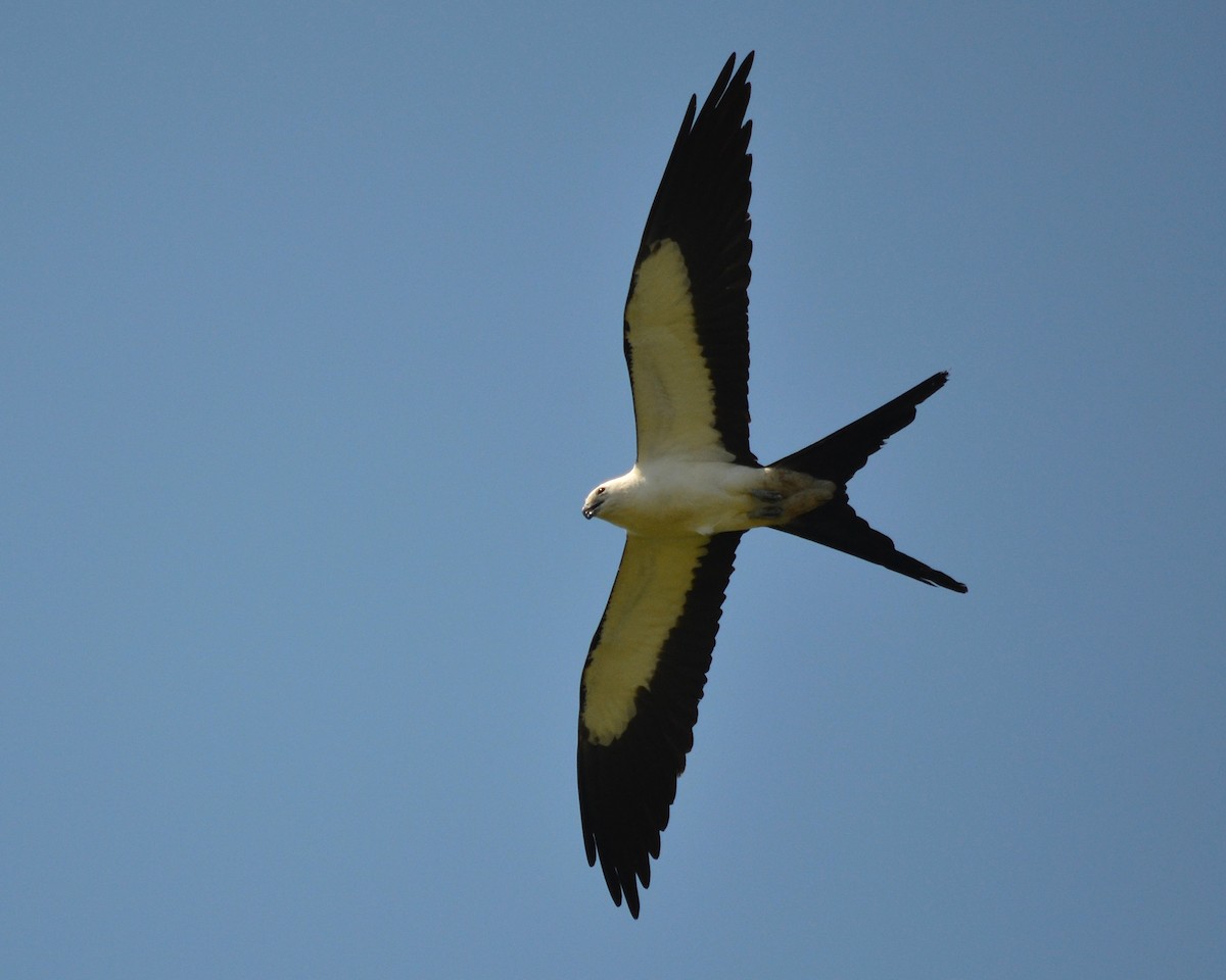 Swallow-tailed Kite - Cynthia Elder