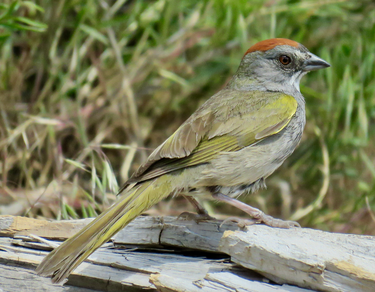 Green-tailed Towhee - Molly Sultany