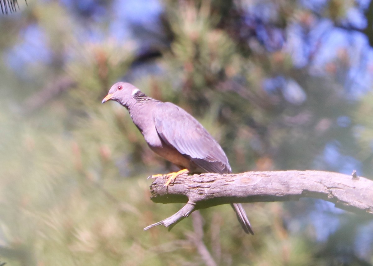 Band-tailed Pigeon - Susan Drown