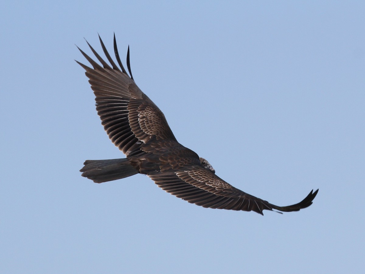 Turkey Vulture - Steve Calver