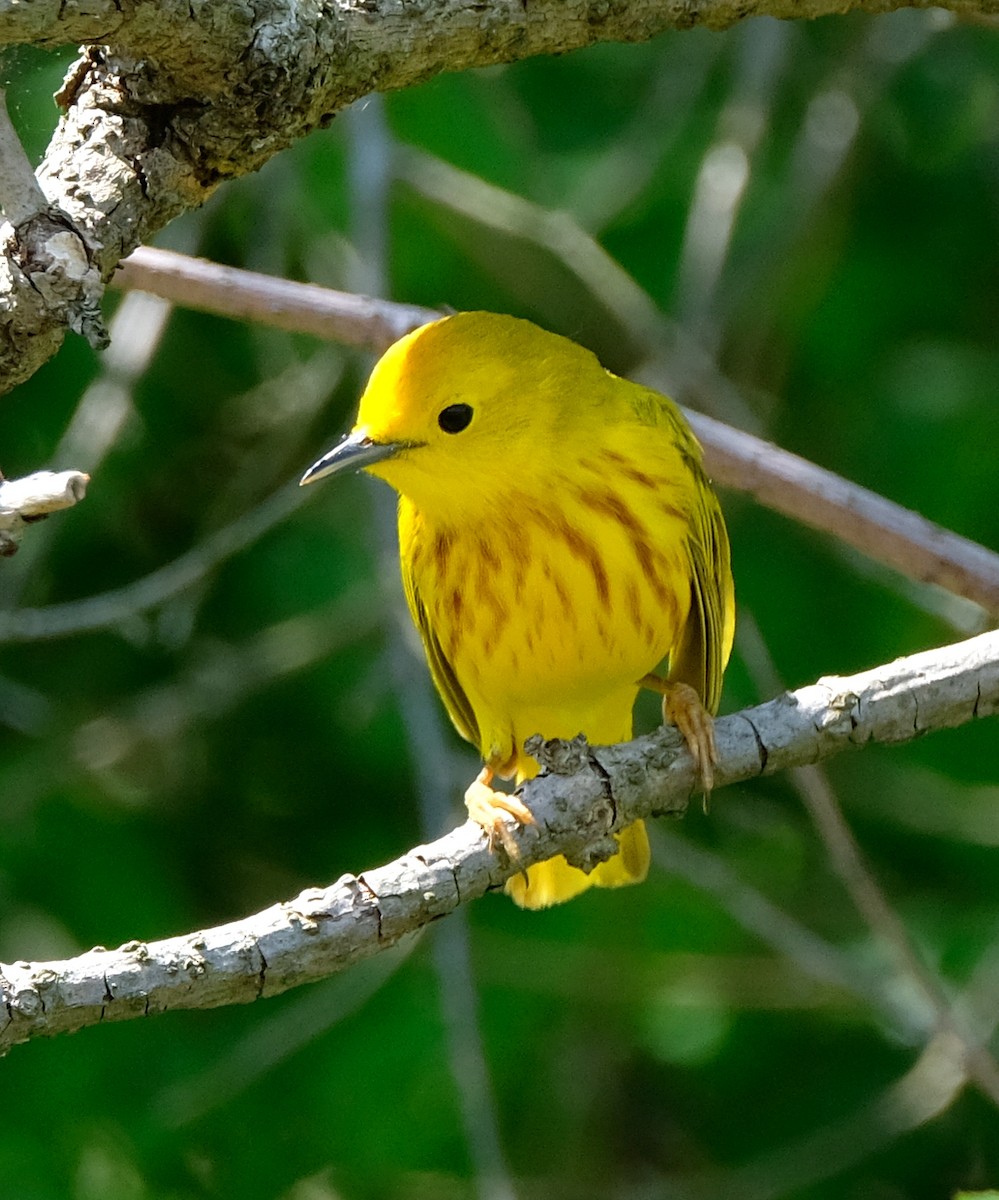 Yellow Warbler - David Zittin