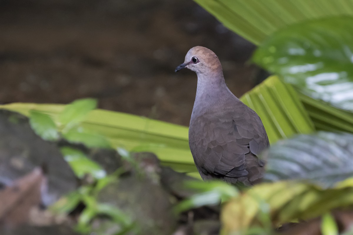 Gray-chested Dove - ML105141831