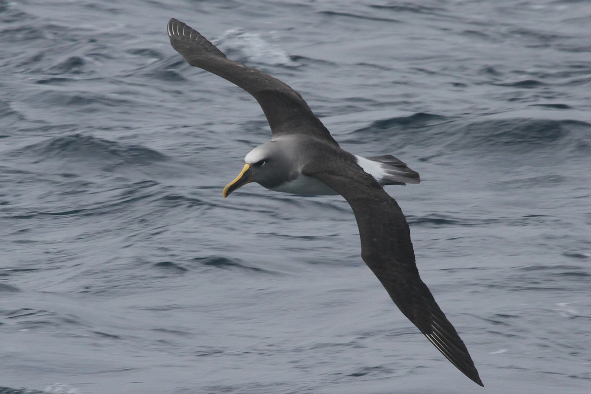 albatros Bullerův - ML105142191