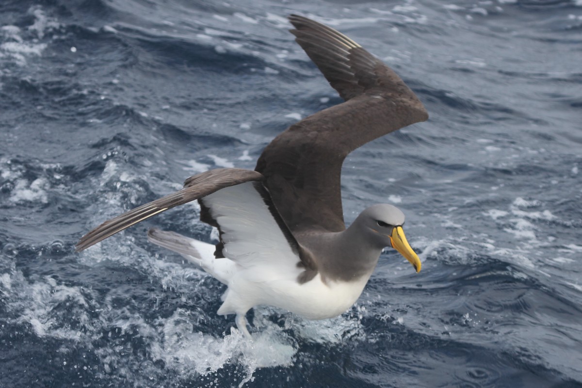 Albatros de las Chatham - ML105142281