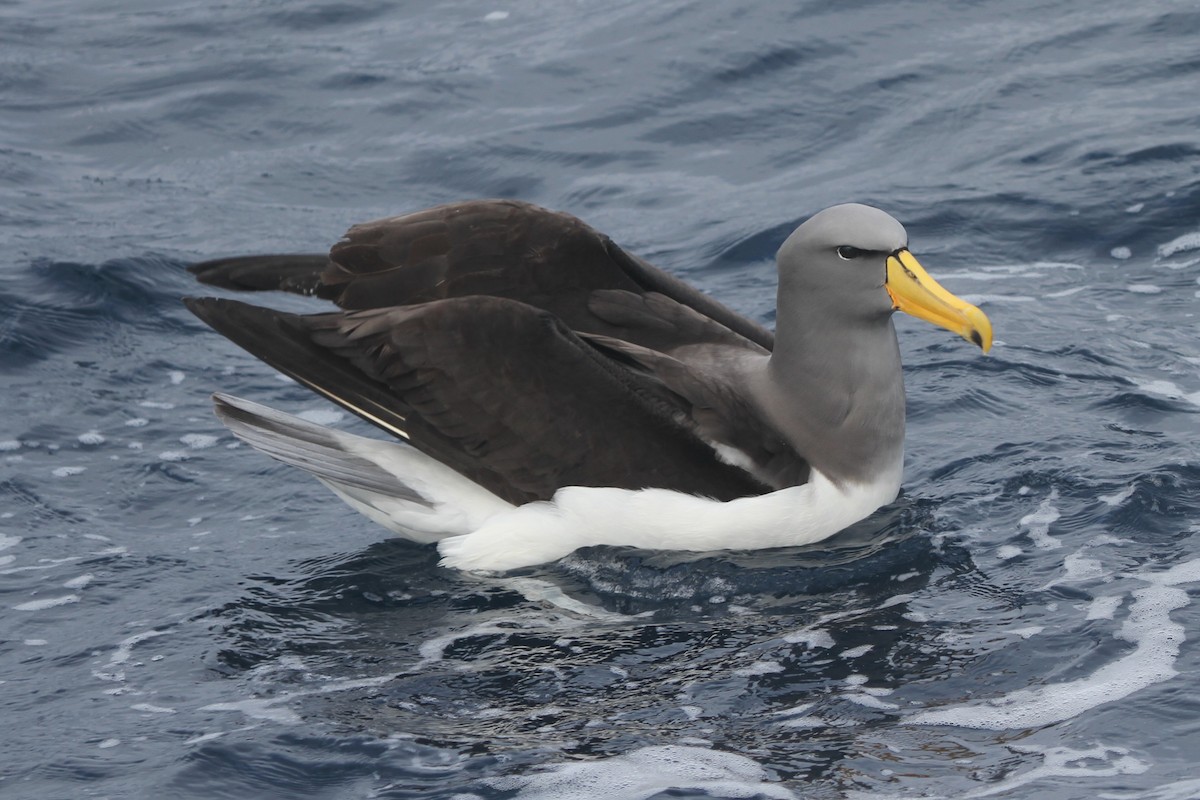 albatros chathamský - ML105142311