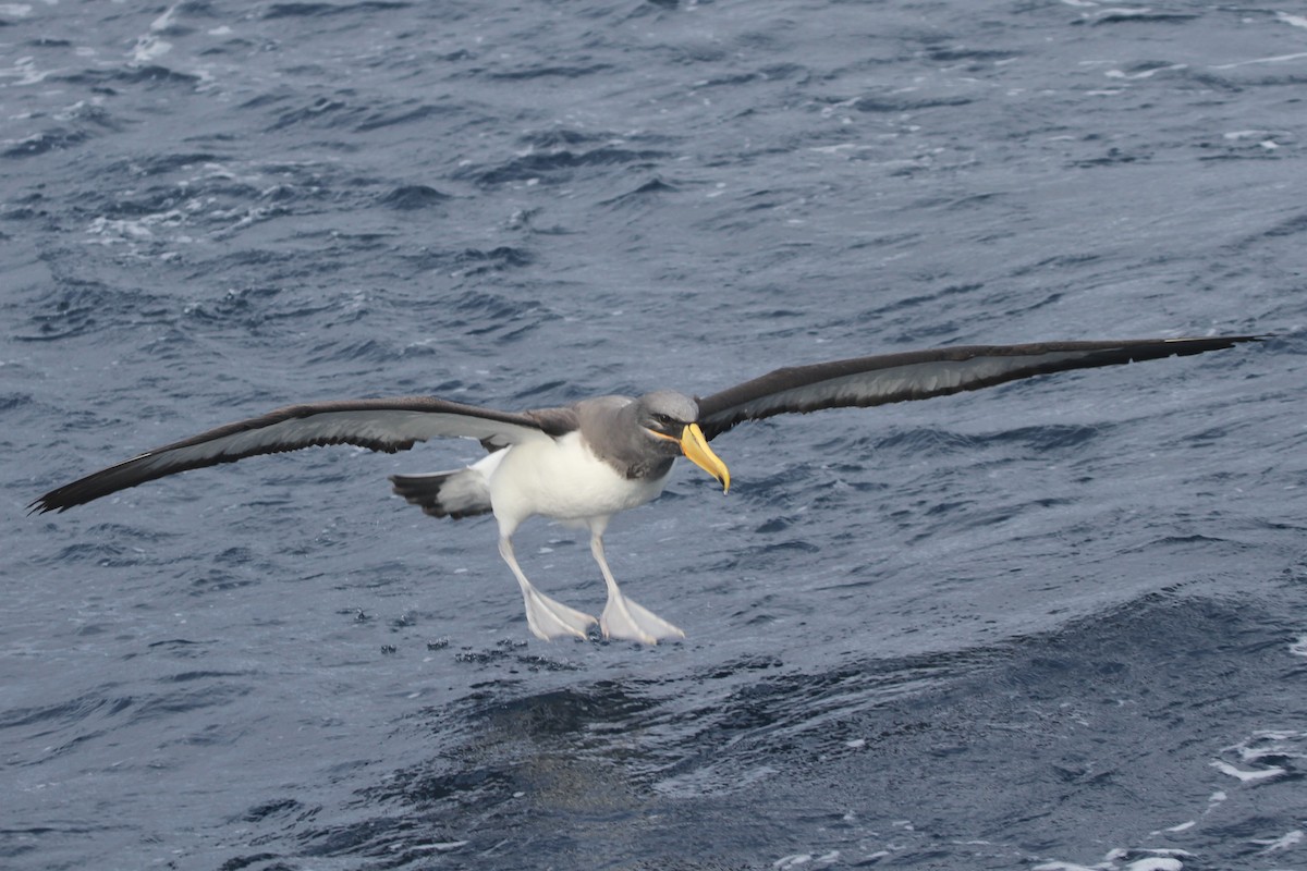 albatros chathamský - ML105142341