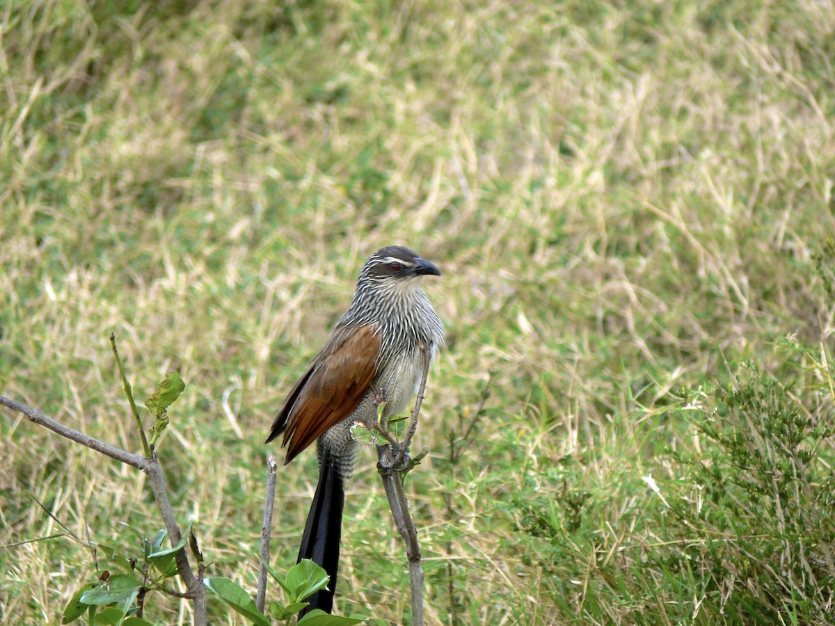 White-browed Coucal (White-browed) - Michelle Martin