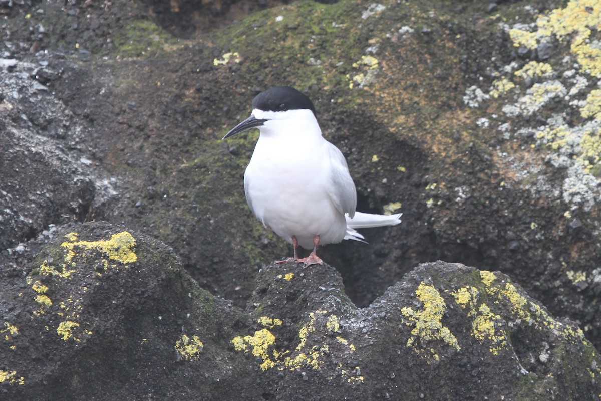 White-fronted Tern - ML105143351