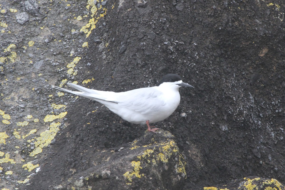 White-fronted Tern - ML105143381