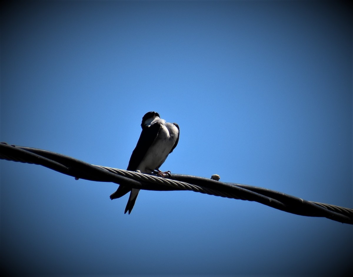 Tree Swallow - Natasza Fontaine