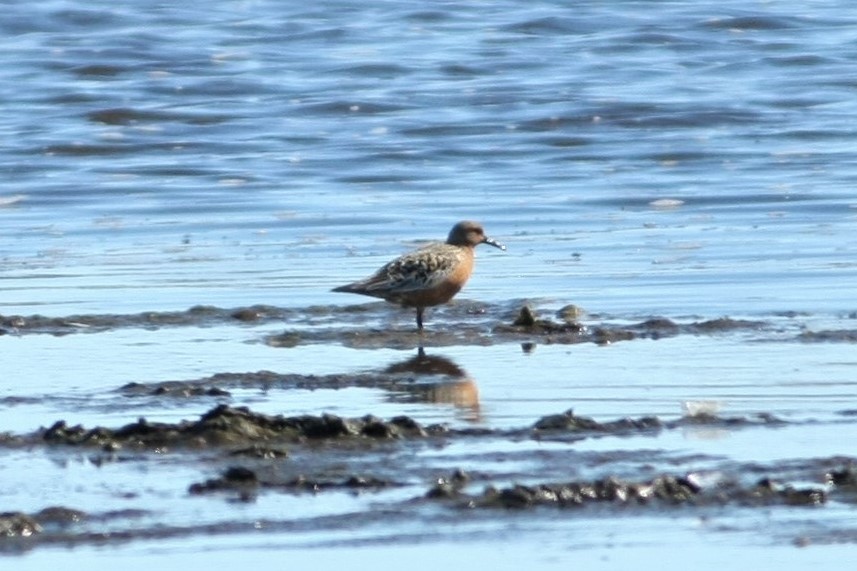 Red Knot - ML105144461