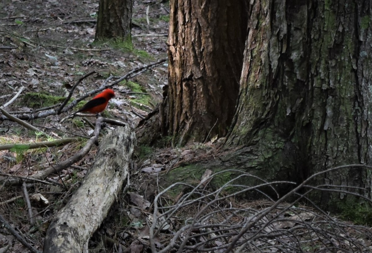 Scarlet Tanager - Natasza Fontaine