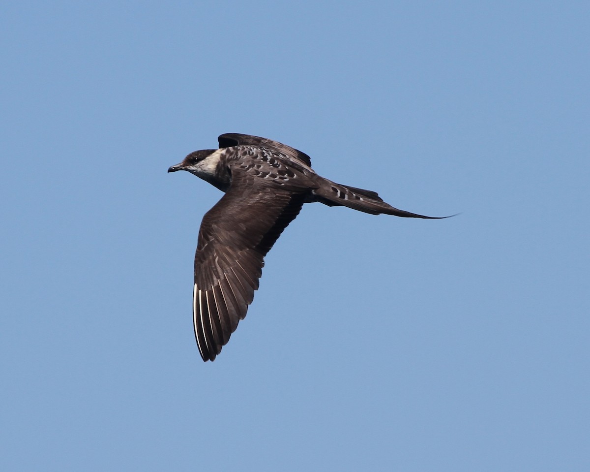 Long-tailed Jaeger - ML105146011